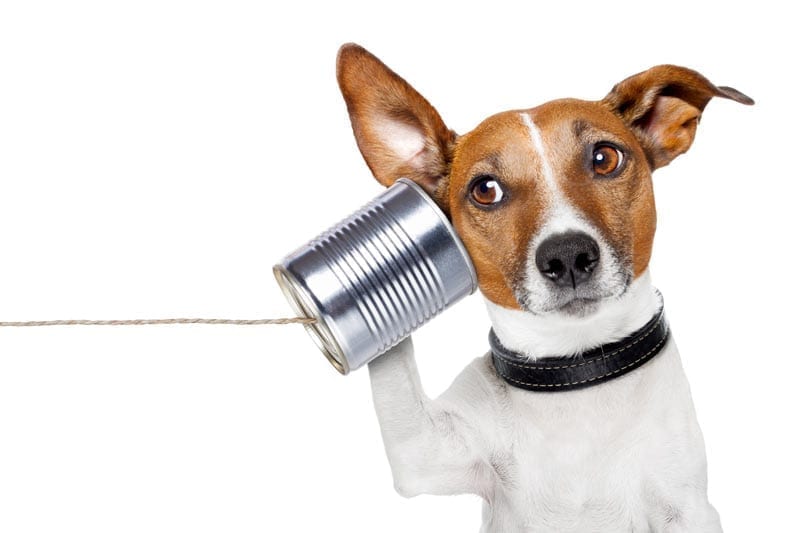 dog using tin can telephone cute